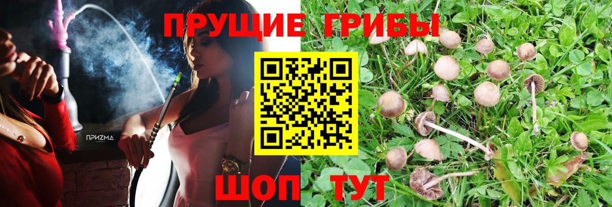 Псилоцибиновые грибы мицелий  Вход с VPN  Кулебаки 